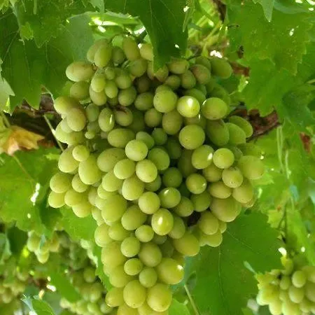 Riverside Garden & Suna's Club 4*